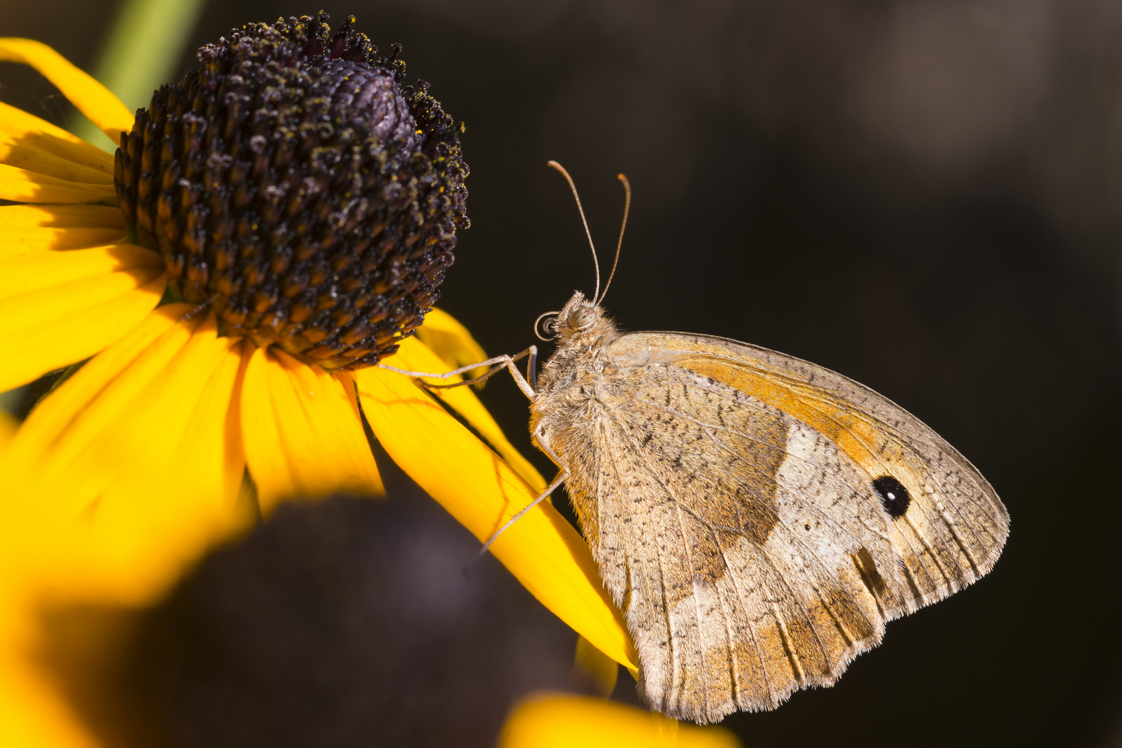 Ochsenauge landet vor Blüte