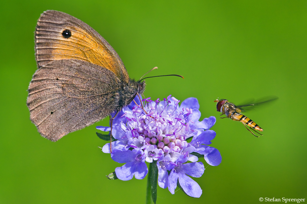 Ochsenauge mit Besuch 09