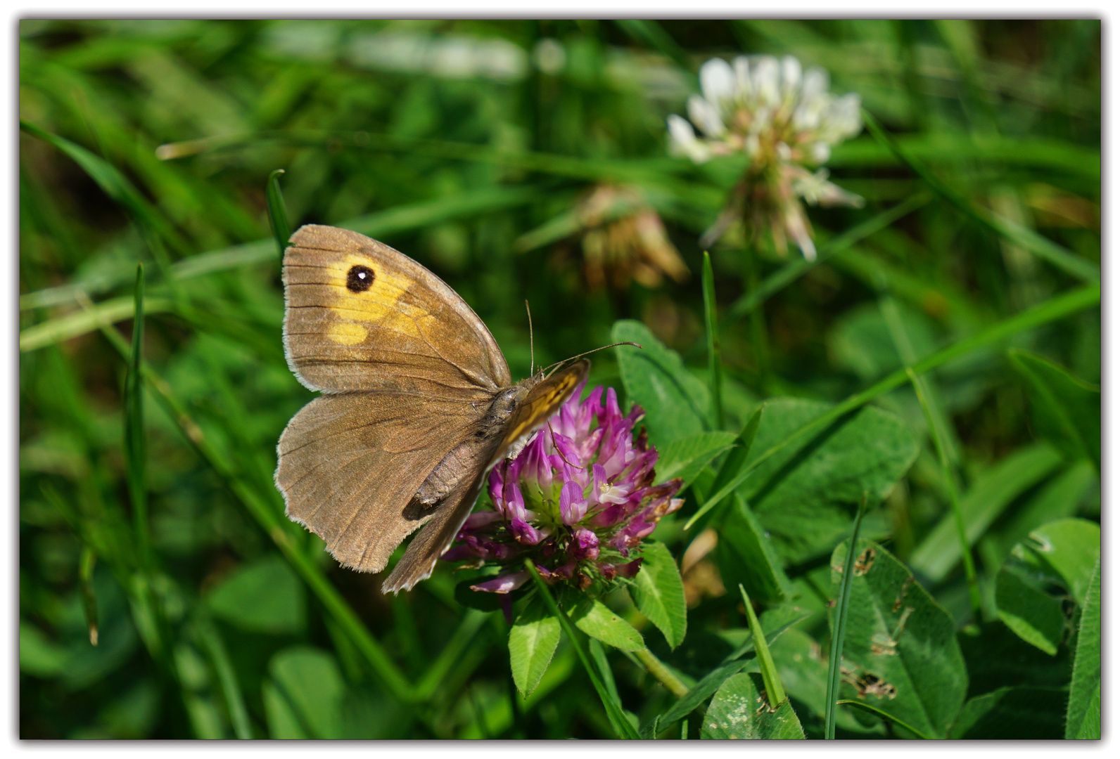 Ochsenauge  Weibchen  (Maniola jurtina)