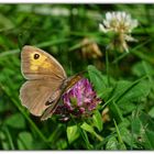 Ochsenauge  Weibchen  (Maniola jurtina)