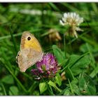 Ochsenauge Weibchen (Maniola jurtina) von der Seite 