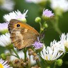 Ochsenauge zu Besuch im Garten