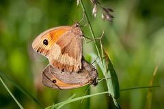 ochsenaugen beim rumhängen