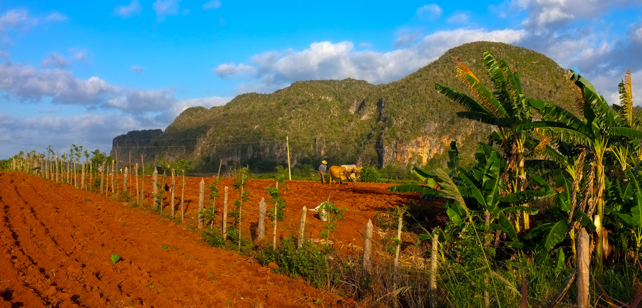 Ochsengespann in Tal von Viñales (Kuba)