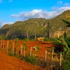 Ochsengespann in Tal von Viñales (Kuba)