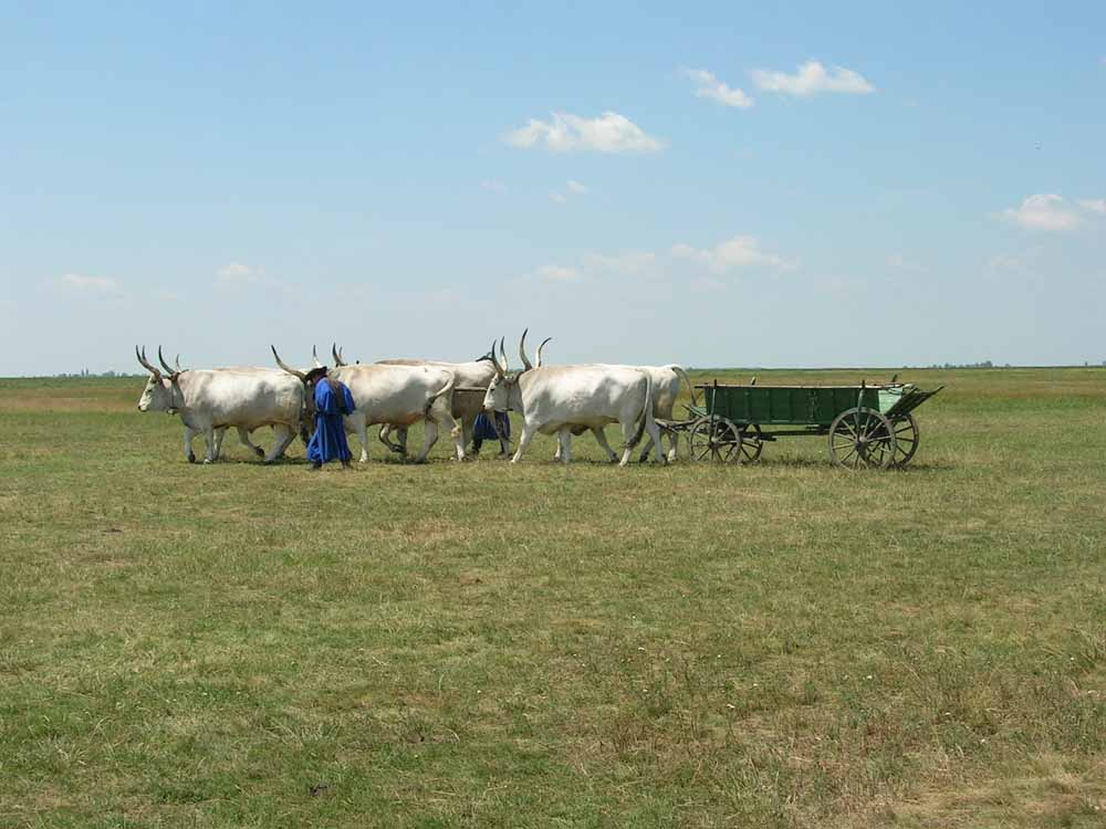 Ochsenkarren in der Puszta