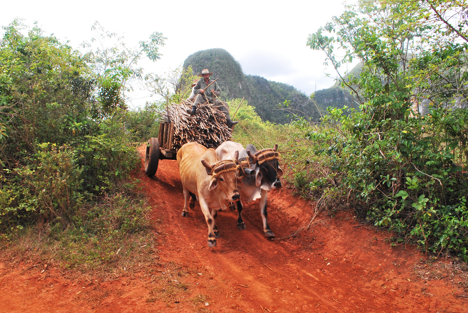 Ochsenkarren in der Umgebung von Viñales