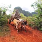 Ochsenkarren in der Umgebung von Viñales