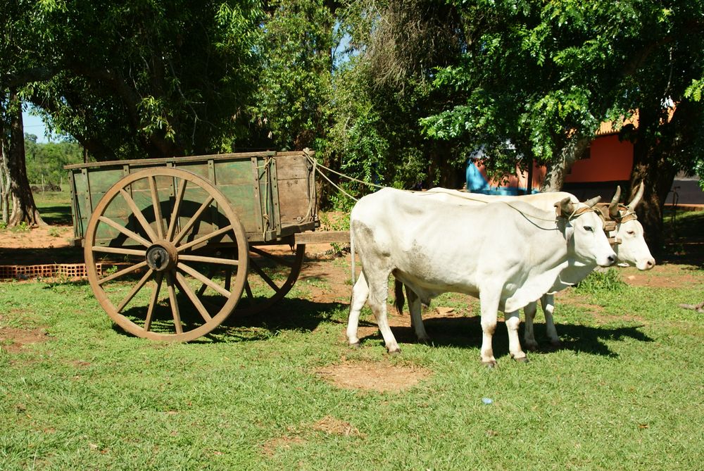 Ochsenkarren Paraguay Foto & Bild | tiere, tier und mensch ...