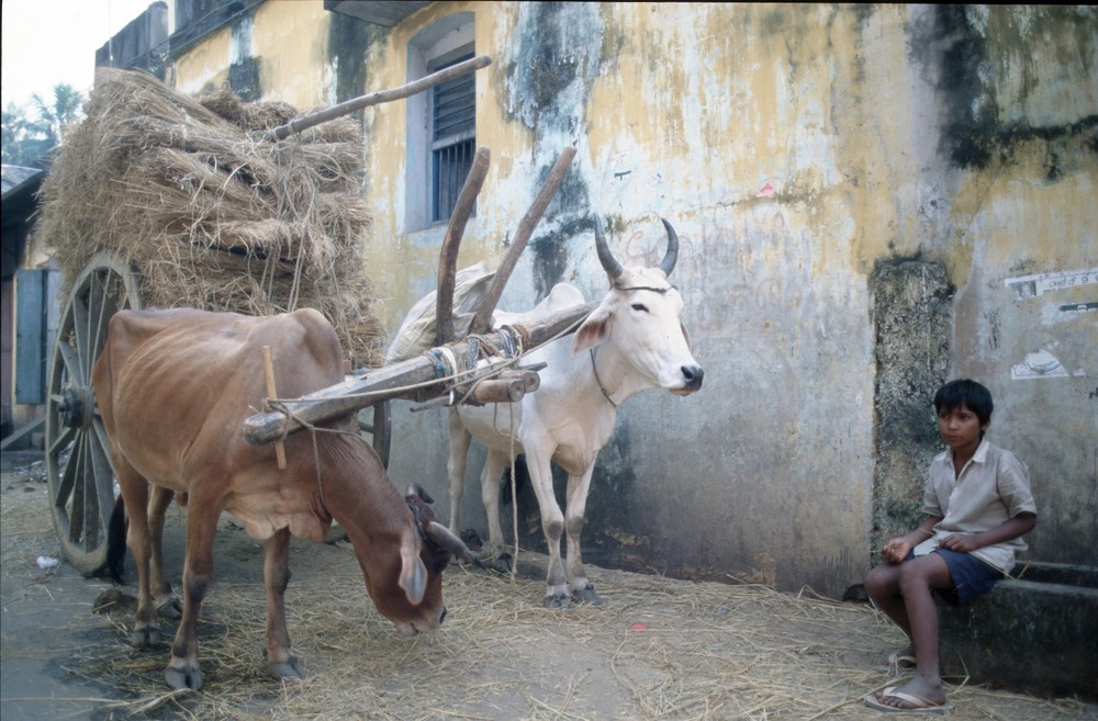 Ochsenkarren - Puri, Orissa State