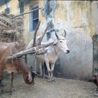 Ochsenkarren - Puri, Orissa State