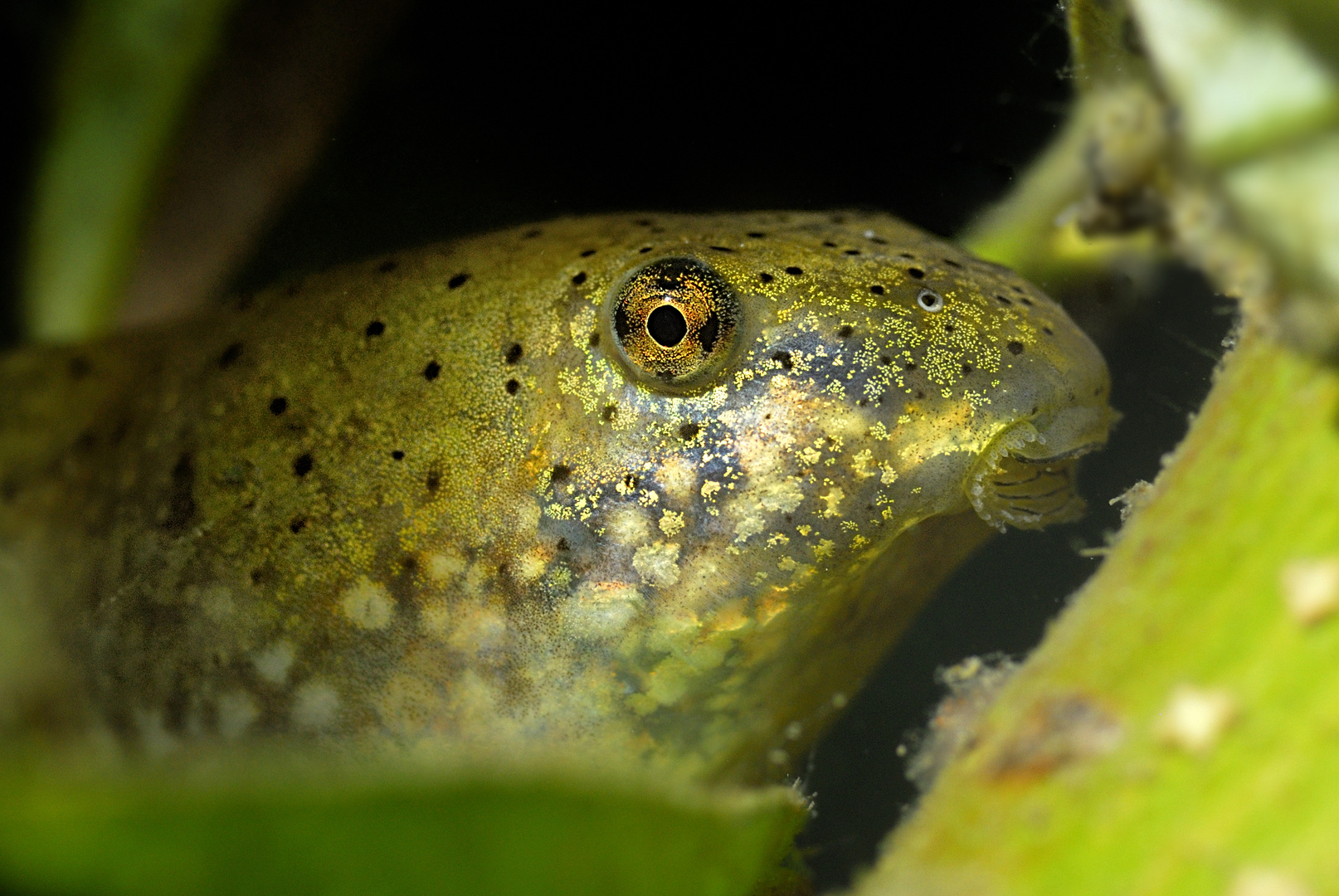 Ochsenmaul Kaulquappe Foto Bild Tiere Unterwasser Uw