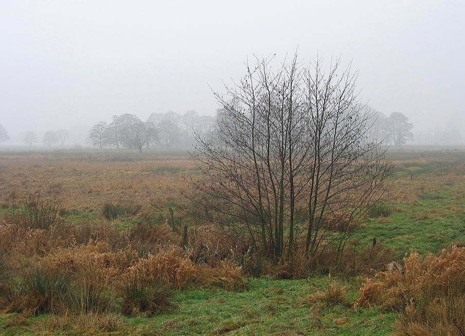 Ochsenmoor am Dümmer 1