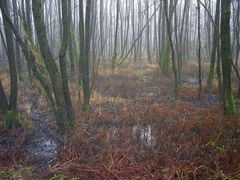 Ochsenmoor am Dümmer 2