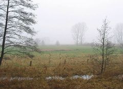 Ochsenmoor am Dümmer 4