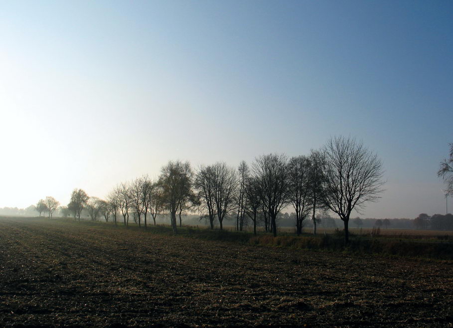 Ochsenmoor am Dümmer 5