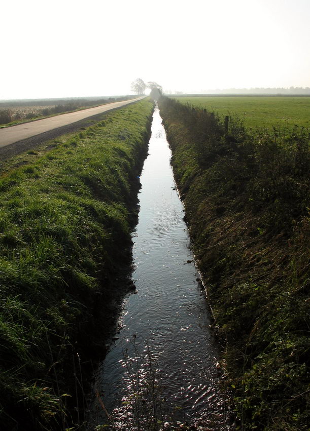 Ochsenmoor am Dümmer 7