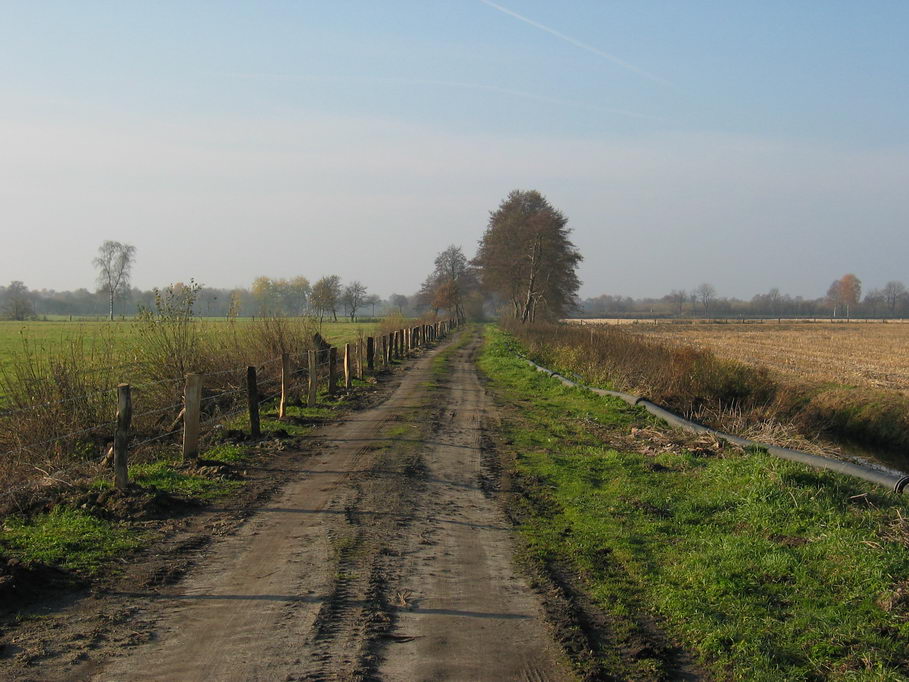 Ochsenmoor am Dümmer 8