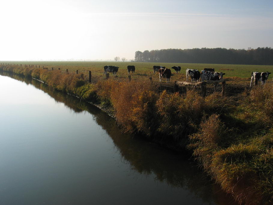 Ochsenmoor am Dümmer 9