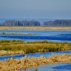 Ochsenmoor am Dümmer See II