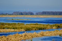 Ochsenmoor am Dümmer See II