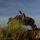 Ochsenreiter am Inle