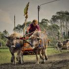 Ochsenrennen Bali