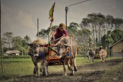 Ochsenrennen Bali