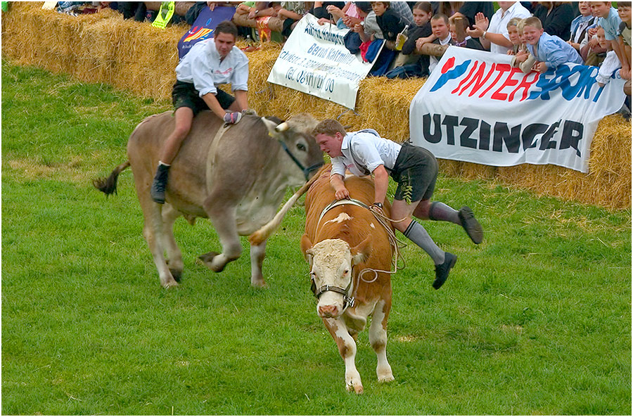 Ochsenrennen