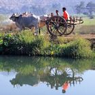 Ochsenwagen auf dem Weg zum Reisfeld