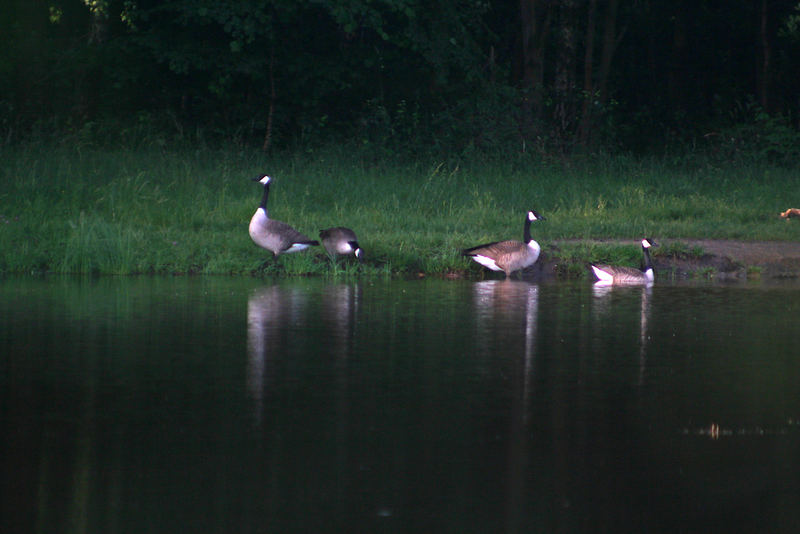 Ochsenwiesensee mit Graugänse (Anser anser)