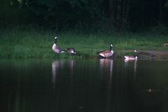 Ochsenwiesensee mit Graugänse (Anser anser)