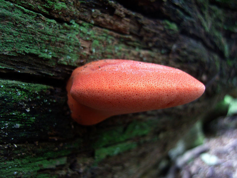 Ochsenzunge Fistulina hepatica