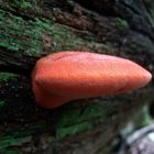 Ochsenzunge Fistulina hepatica