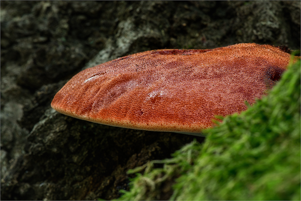 Ochsenzunge (Fistulina hepatica) #2