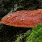 Ochsenzunge (Fistulina hepatica) #2