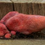 Ochsenzunge (Fistulina hepatica)