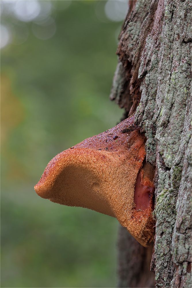 Ochsenzunge (Fistulina hepatica)