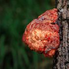 Ochsenzunge, Leberreischling (Fistulina hepatica)