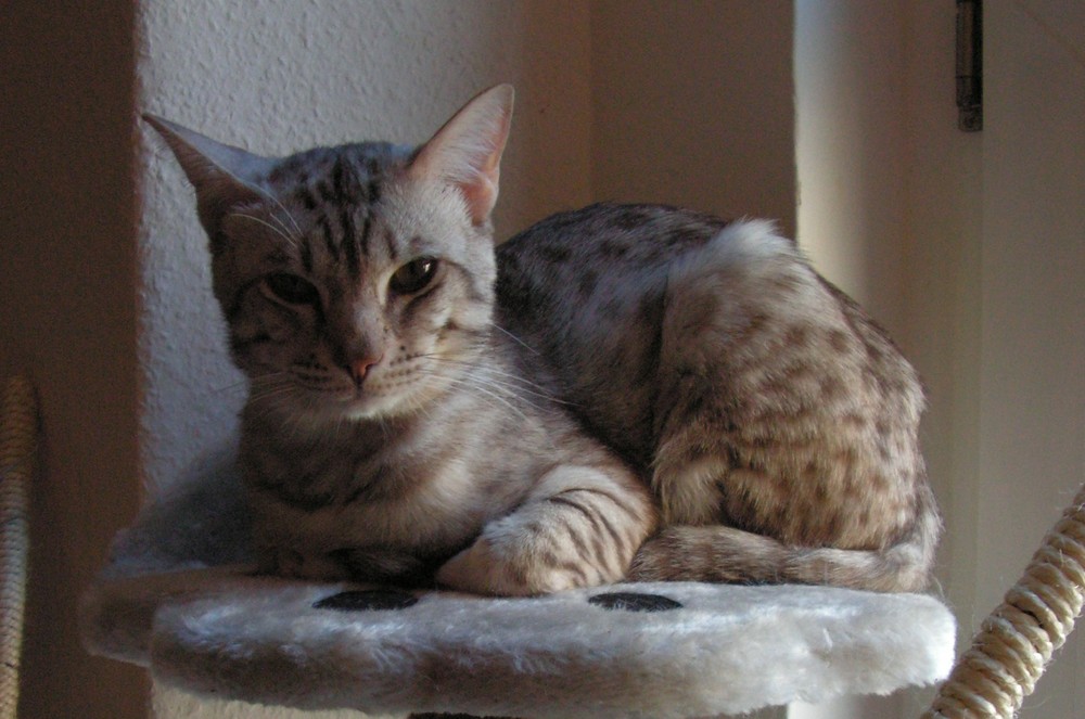 Ocicat