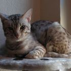 Ocicat