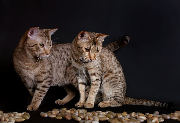 Ocicat