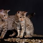 Ocicat