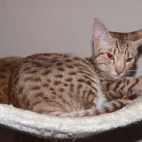 Ocicat