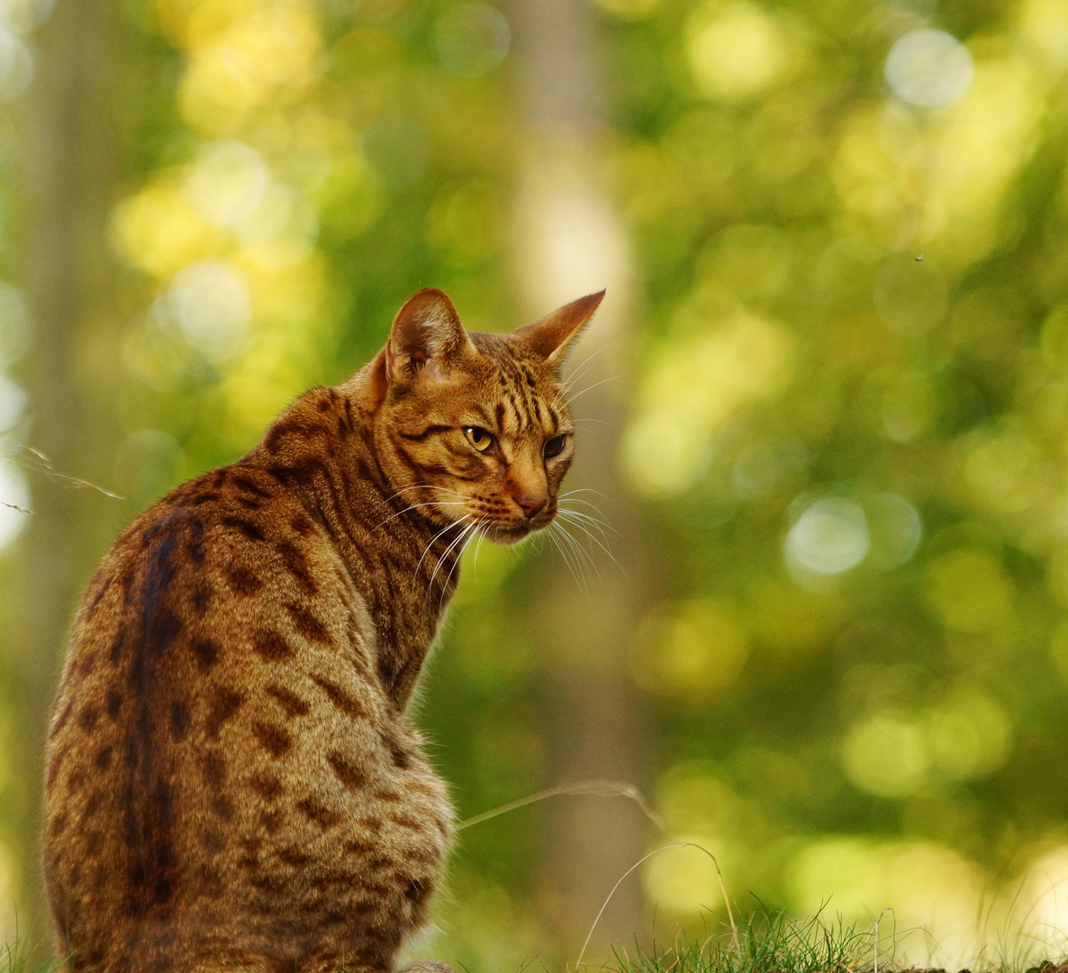 Ocicat