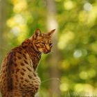 Ocicat