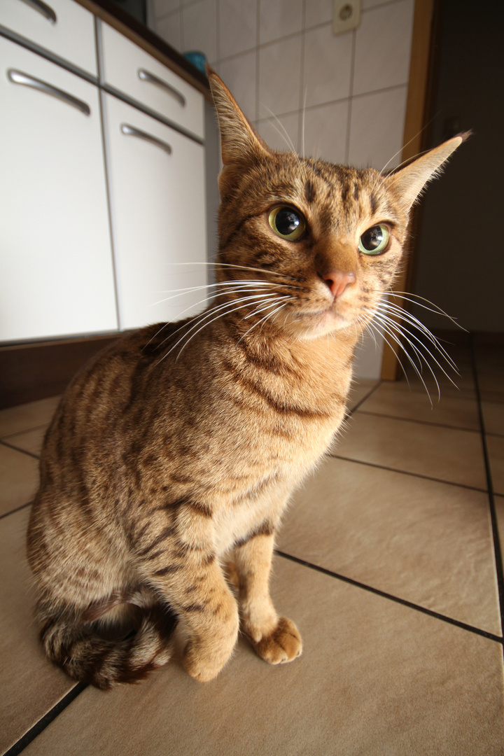 Ocicat