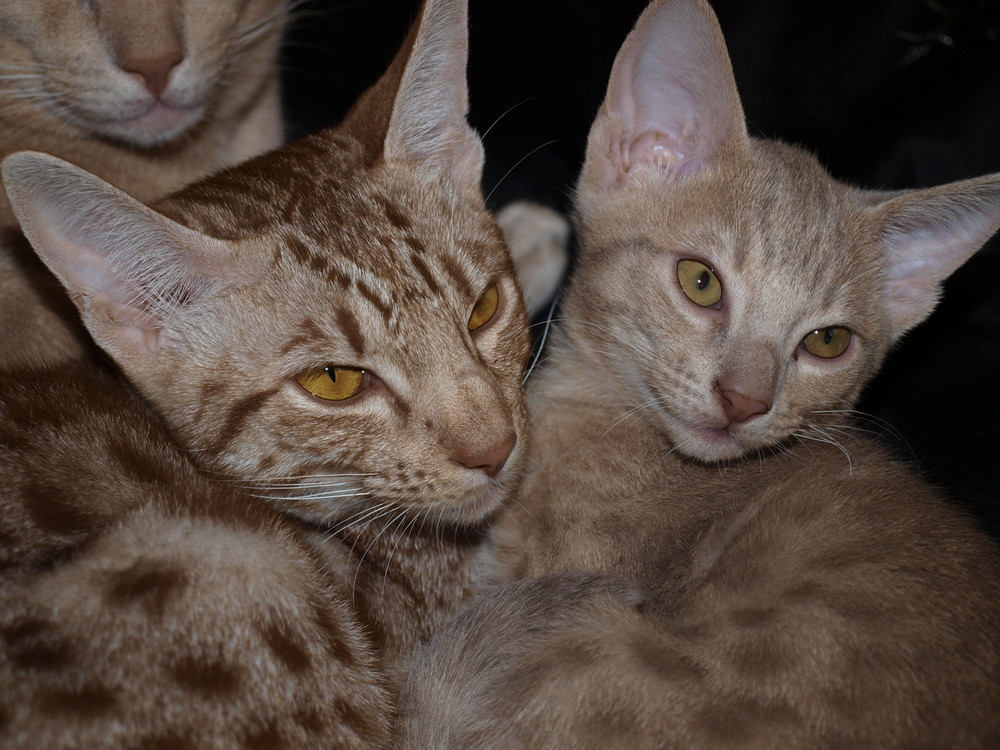 Ocicat Isis und Cleopatra