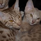 Ocicat Isis und Cleopatra