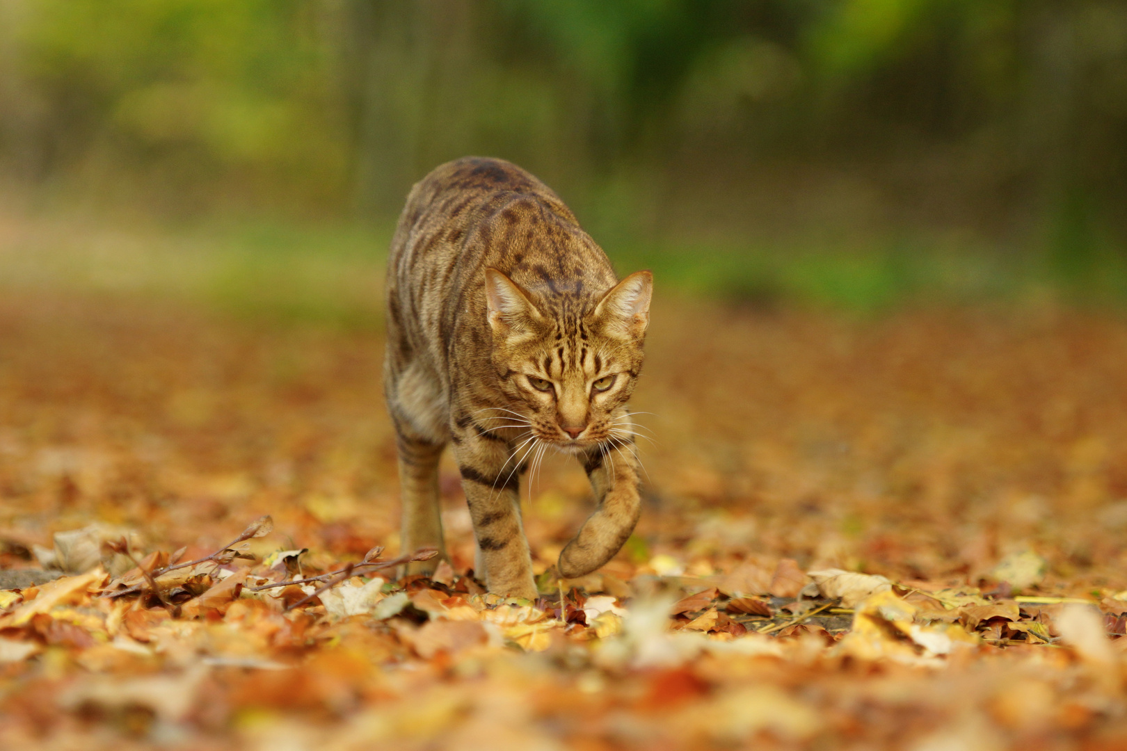 Ocicat on a serious mission 